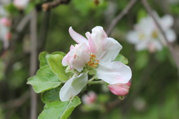 Delicate pink flowers bloomed on an apple tree in spring.