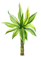 dracaena on an isolated white background, watercolor illustration, floral elements.