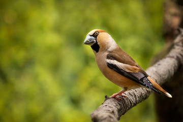 Beautiful and curious Hawfinch bird sitting on a branch. Green backround, wildlife shot. Amazing animal, colorful, happy, peaceful. Lovely colored feathers, beak and eyes.