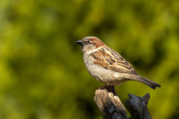 Spring portrait of nicely colored sparrow. Small and agile bird, very curious and fast. Sometimes very funny and brisk. 