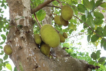 jackfruit in kerala 