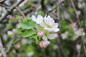 Fototapeta na wymiar Delicate pink flowers bloomed on an apple tree in spring.
