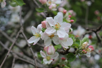 Delicate pink flowers bloomed on an apple tree in spring.