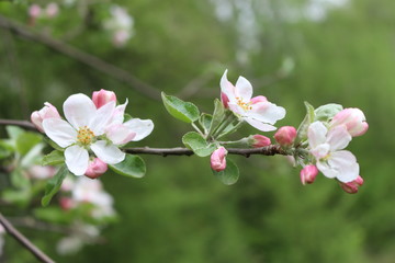 Obraz premium Delicate pink flowers bloomed on an apple tree in spring.