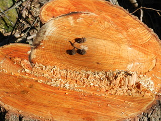 close up of a pumpkin