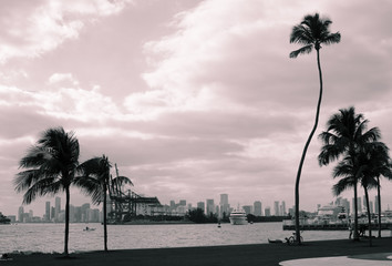 Obraz premium palm trees on the bank of a river city in a cloudy day