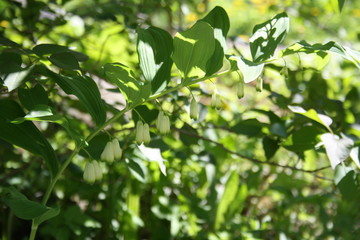 Fototapeta na wymiar Branches. Green leaves. The first spring greens. Green foliage.