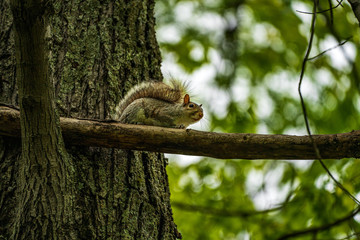squirrel on a tree