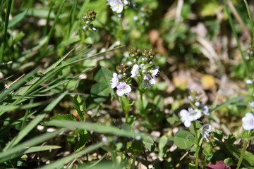 Flowers on the green grass.