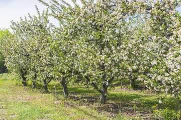 Fototapeta na wymiar Orchard apple trees blooming in May in the Okanagan Valley