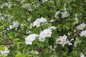 Delicate white flowers bloomed on a pear tree  in spring.