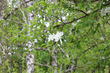 Delicate white flowers bloomed on a pear tree  in spring.
