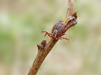 A tick belonging to genus Dermacentor waiting for an host
