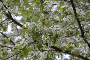 Delicate white flowers blooming on a cherry tree in spring.