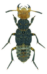 Dinothenarus flavocephalus, a species of rove beetle (Staphylinidae) from Europe