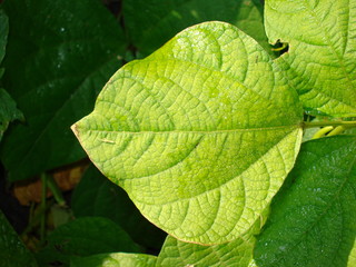 A fresh green veined bean leaf in the sun. A close-up shot.