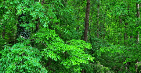 Forest Landscape Spring Green Panorama