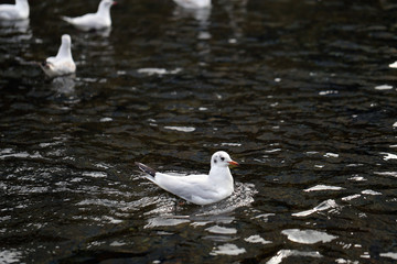 Multiple seagulls flying around on top of a river located in Zürich, Switzerland. In this photo you can see multiple white birds flying and some swimming with dark water. Sunny spring day.