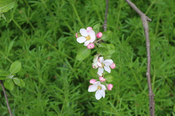 Delicate pink flowers bloomed on an apple tree in spring.