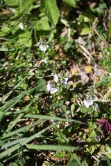 Flowers on the green grass.