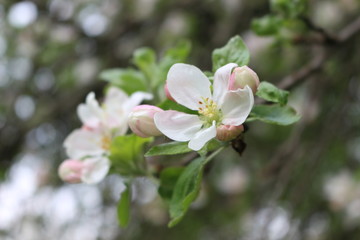 Fototapeta na wymiar Delicate pink flowers bloomed on an apple tree in spring.