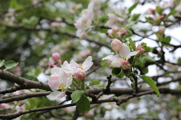 Delicate pink flowers bloomed on an apple tree in spring.