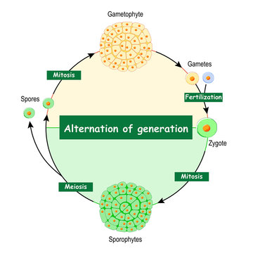 Difference Between Gametophytes And Sporophytes.