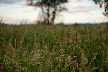 Campo de césped alto y cielo