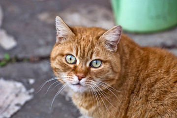 Red-haired kitten