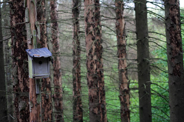 Borkenkäfer im Fichtenwald 