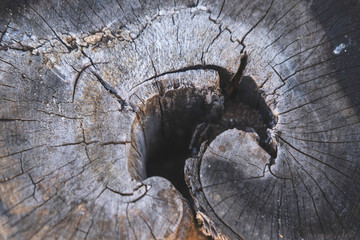 Close up of a section of an old tree trunk with rough texture and cracks