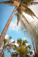 Fototapeta premium coconut palm tree