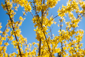 yellow leaves against blue sky