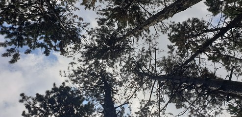 pine trees look to heaven
сосны смотрят в небеса