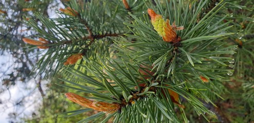 Naklejka na ściany i meble pine branch ветка сосны (распускаются шишки)