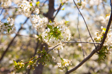white cherry blossom in spring