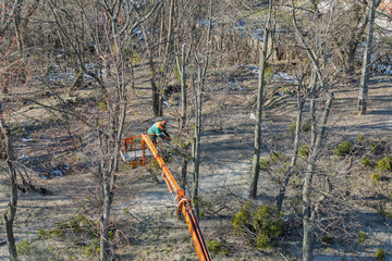 Worker cuts off the dry tree branches by chainsaw