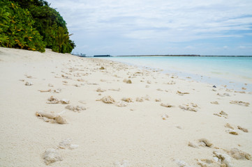 Corals on the beach, the Maldives, Ari Atoll