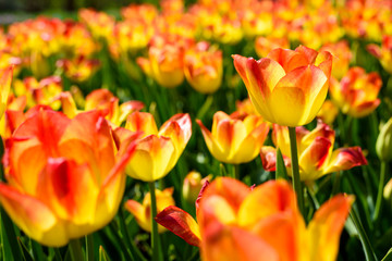 Beautiful multicolored tulip flowers - red, orange and yellow, with green leaves and stems, lit by sunlight.
