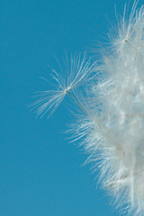 Dandelion seeds in macro on a background of blue sky.