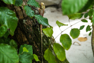 The lizard on the tree, The Maldives, Ari Atoll