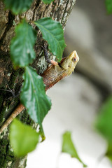 The lizard on the tree, The Maldives, Ari Atoll