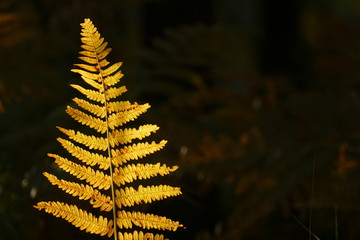 Jesienna dama © Magorzata