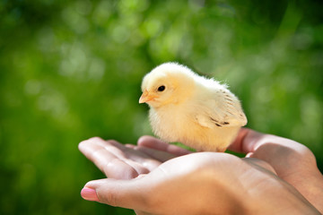 Yellow small chick in the woman’s hands on a green backgrond. Close up. The sun's rays are shining on his back. Spring weather. Animal friendly. Care about little animals, birds, nature saving.
