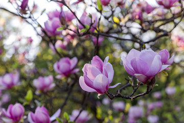 magnolia flowers close up macro