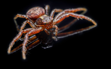 The common crab spider on black background ( Xysticus cristatus )- macro, closeup - art design