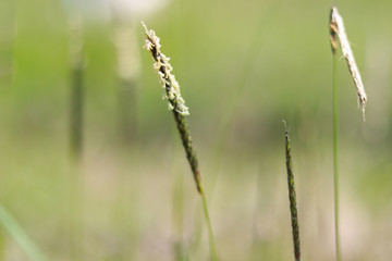 blossoming inflorescence of field meadow foxtail close-up (Alopecurus pratensis) grass detail