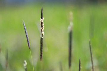 blossoming inflorescence of field meadow foxtail close-up (Alopecurus pratensis) grass detail