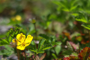 Obraz na płótnie Canvas Close up of beautiful little yellow flower. Meadow Buttercup.