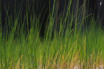 Long fresh green grass texture background view of grass garden Ideal concept used for making green flooring. green lawn pattern texture background